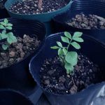 カレーリーフ　1年生　冬