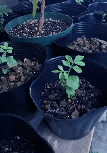 カレーリーフ　1年生　冬