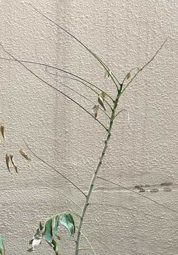 カレーリーフの葉は冬は枯れる