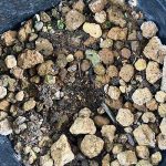 カレーリーフの種を蒔いたけど芽がでませんでした。