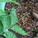 カレーリーフの葉が落ちました