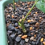 カレーリーフの挿し木