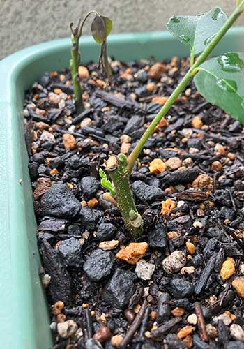 カレーリーフの挿し木