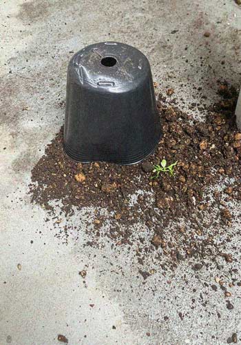 カレーリーフ　事故