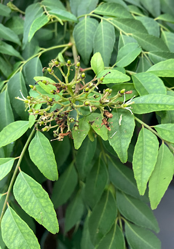 今年2回目のはな