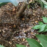 カレーリーフ　水やり