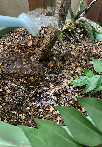 カレーリーフ　水やり