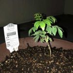 カレーリース2018年