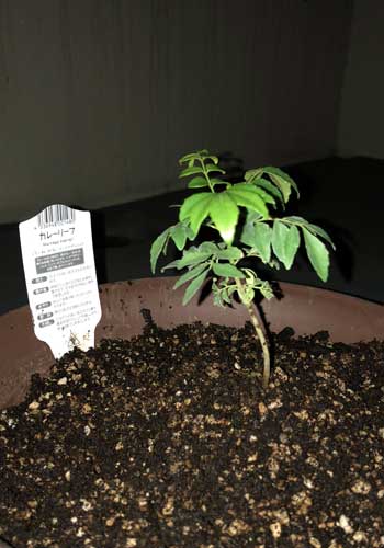 カレーリース2018年