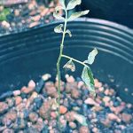 カレーリーフ　1年生　冬