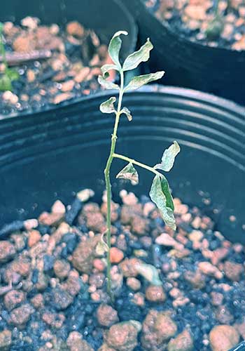 カレーリーフ　1年生　冬