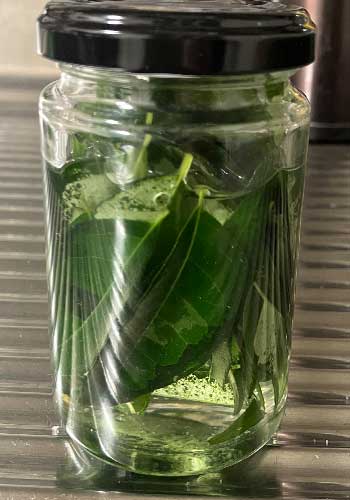 カレーリーフオイル