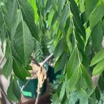 カレーリーフ　水切れ