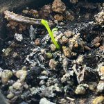 カレーリーフ　室内管理　