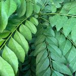 カレーリーフ　12月の様子