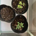 カレーリーフ　温室で栽培