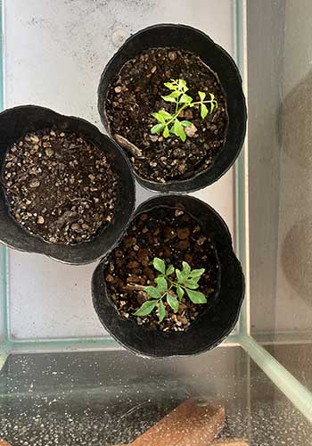 カレーリーフ　温室で栽培