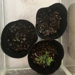 簡易温室でカレーリーフを栽培してみる