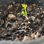 カレーリーフ　室内でも発芽