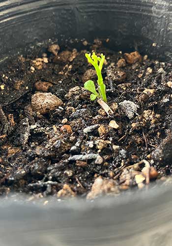 カレーリーフ　室内でも発芽