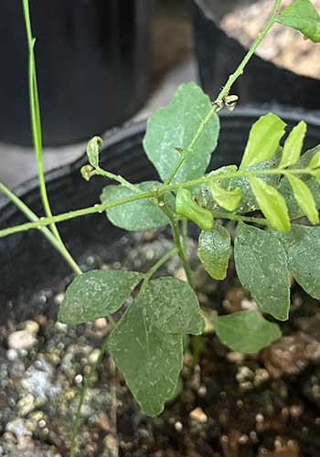 カレーリーフ　葉焼け
