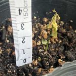 カレーリーフ　冬に枯れた株の大きさ