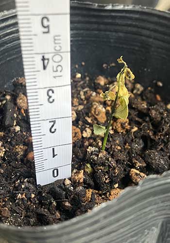 カレーリーフ　冬に枯れた株の大きさ