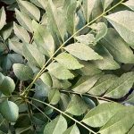 カレーリーフ　お正月の様子2025年1月1日