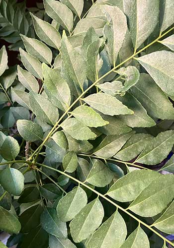 カレーリーフ　お正月の様子2025年1月1日