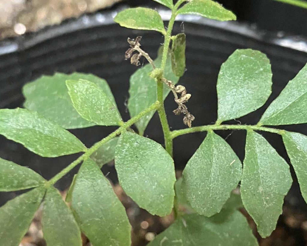 カレーリーフ　室内でも枯れ始まる