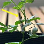 室内のカレーリーフ