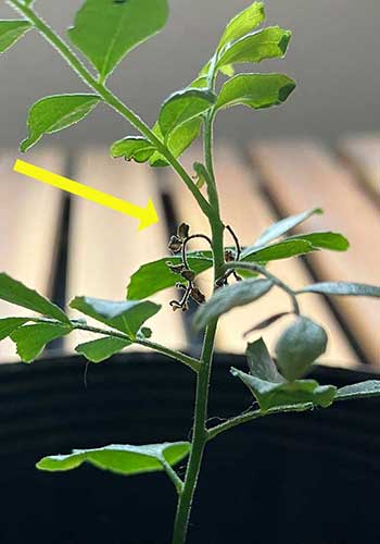 室内のカレーリーフ