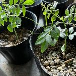 カレーリーフ　冬越し