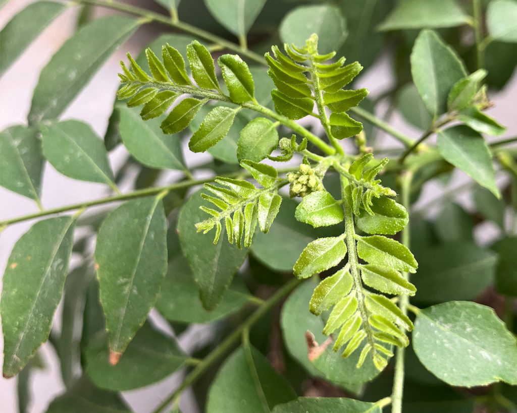 カレーリーフの新しい蕾を発見！