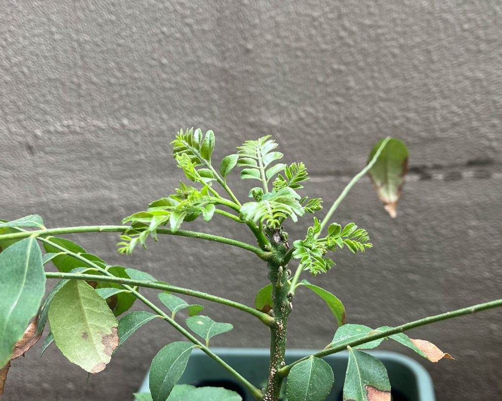 古い葉は冬に傷んでいますが、先端から新しいはがモリモリと力強くでてきています！