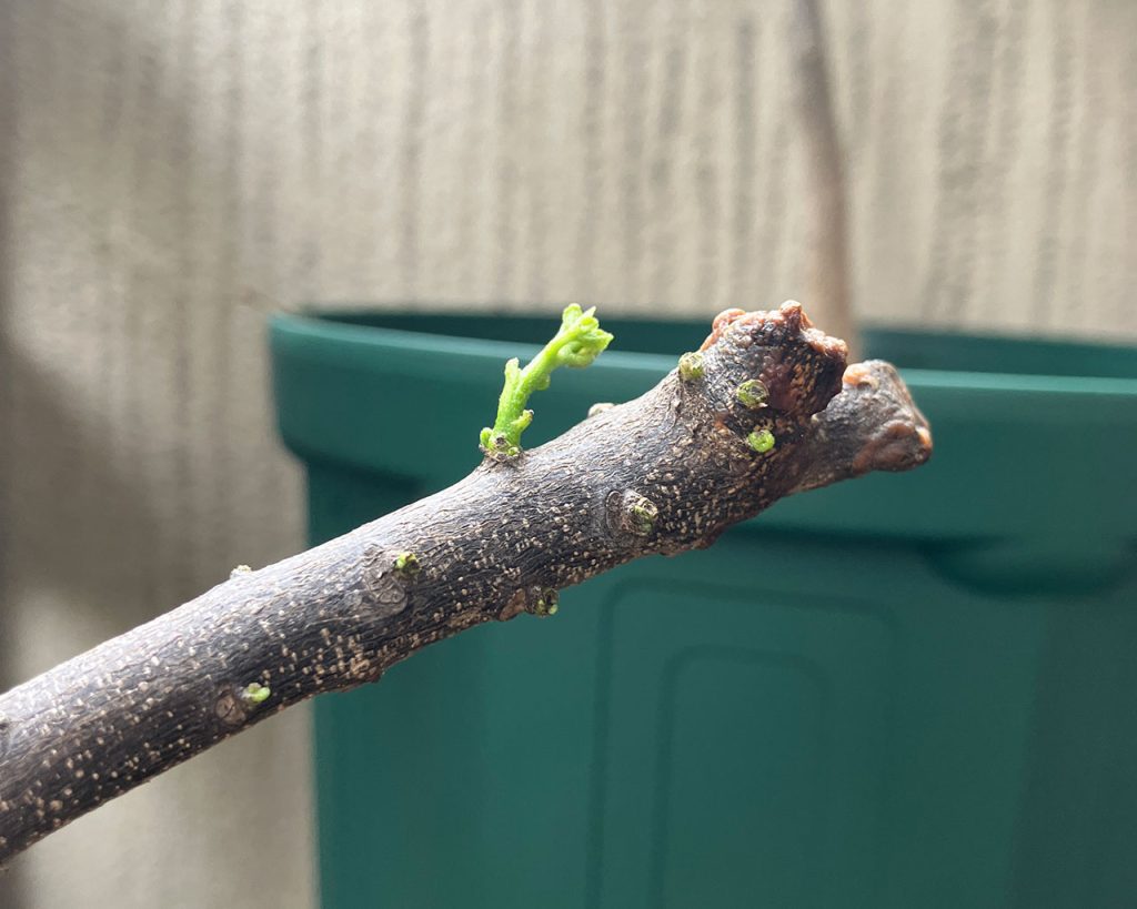 4月下旬にはしっかり大きくなってきています