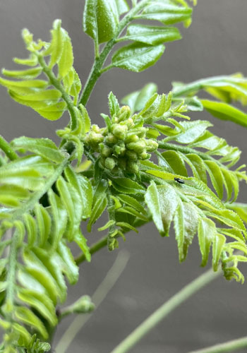 カレーリーフの蕾を発見！