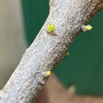 カレーリーフの幹から新しい葉が出てきそうです。