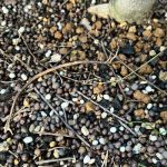 カレーリーフに肥料をあげましょう