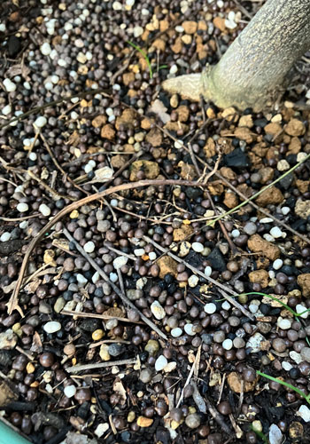 カレーリーフに肥料をあげましょう