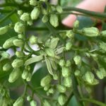 カレーリーフの花が咲きました