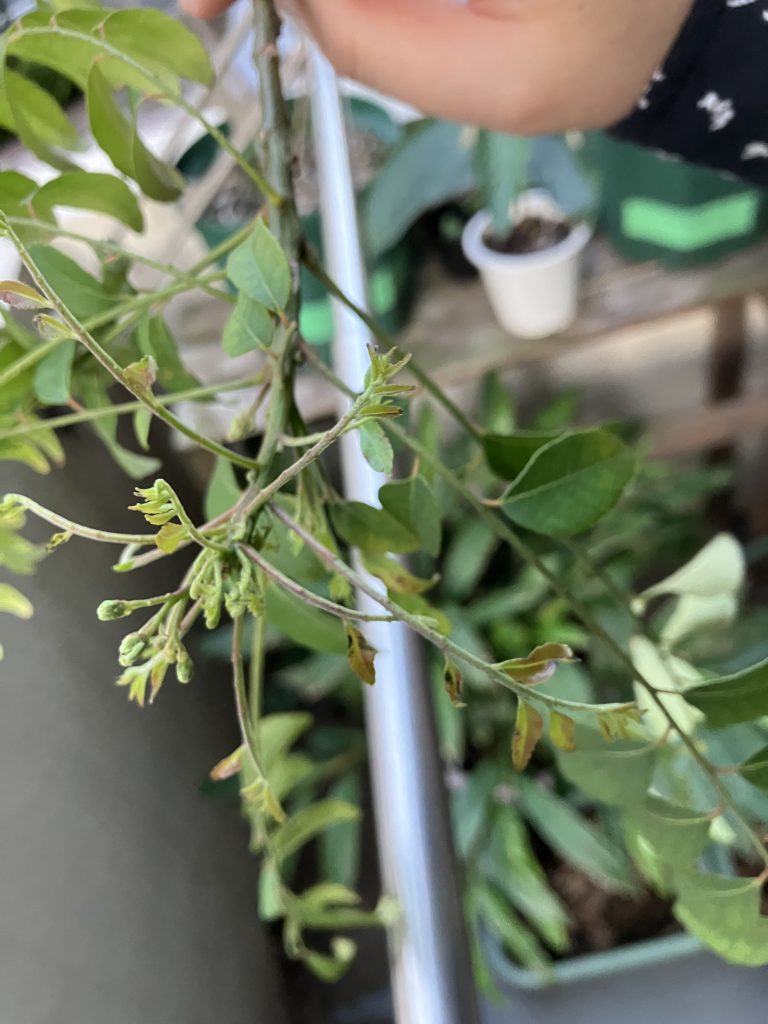 前回ブログ掲載の写真