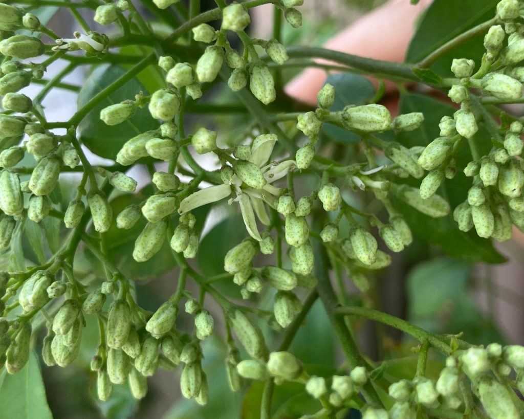 カレーリーフの花が咲きました