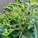 カレーリーフの種