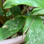 カレーリーフの花