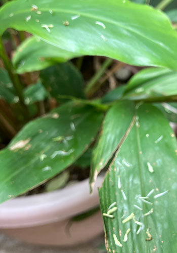 カレーリーフの花