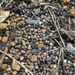 カレーリーフ　追肥