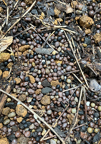 カレーリーフ　追肥