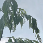 カレーリーフ　真夏