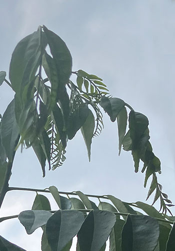 カレーリーフ　真夏